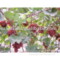 /msite/products/detail/productid/54855612/id/542998.html